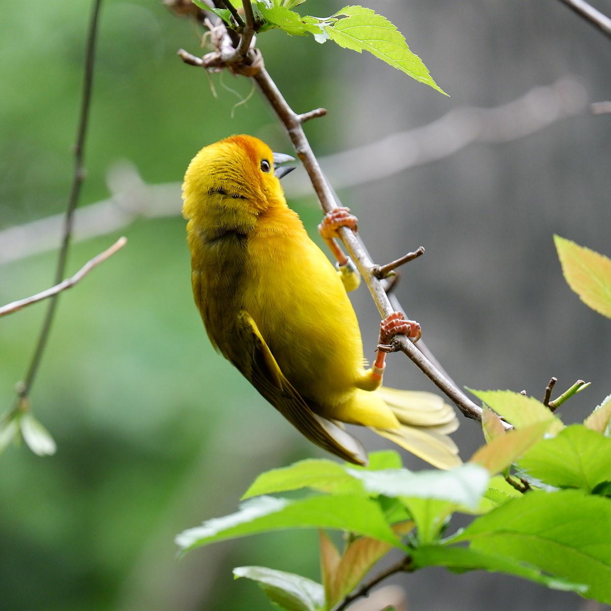 a green bird hanging in a branch